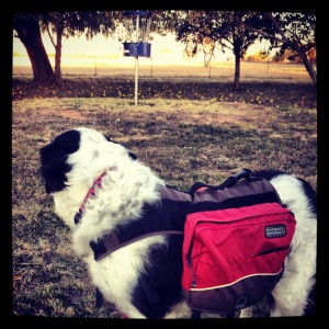 Gracie, my preferred caddie and disc golf partner in crime.